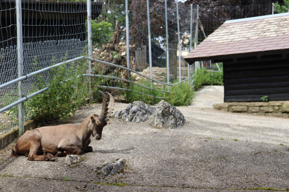 Des animaux emblématiques à observer de près